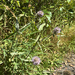 wild teasel