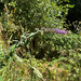 Butterfly bush