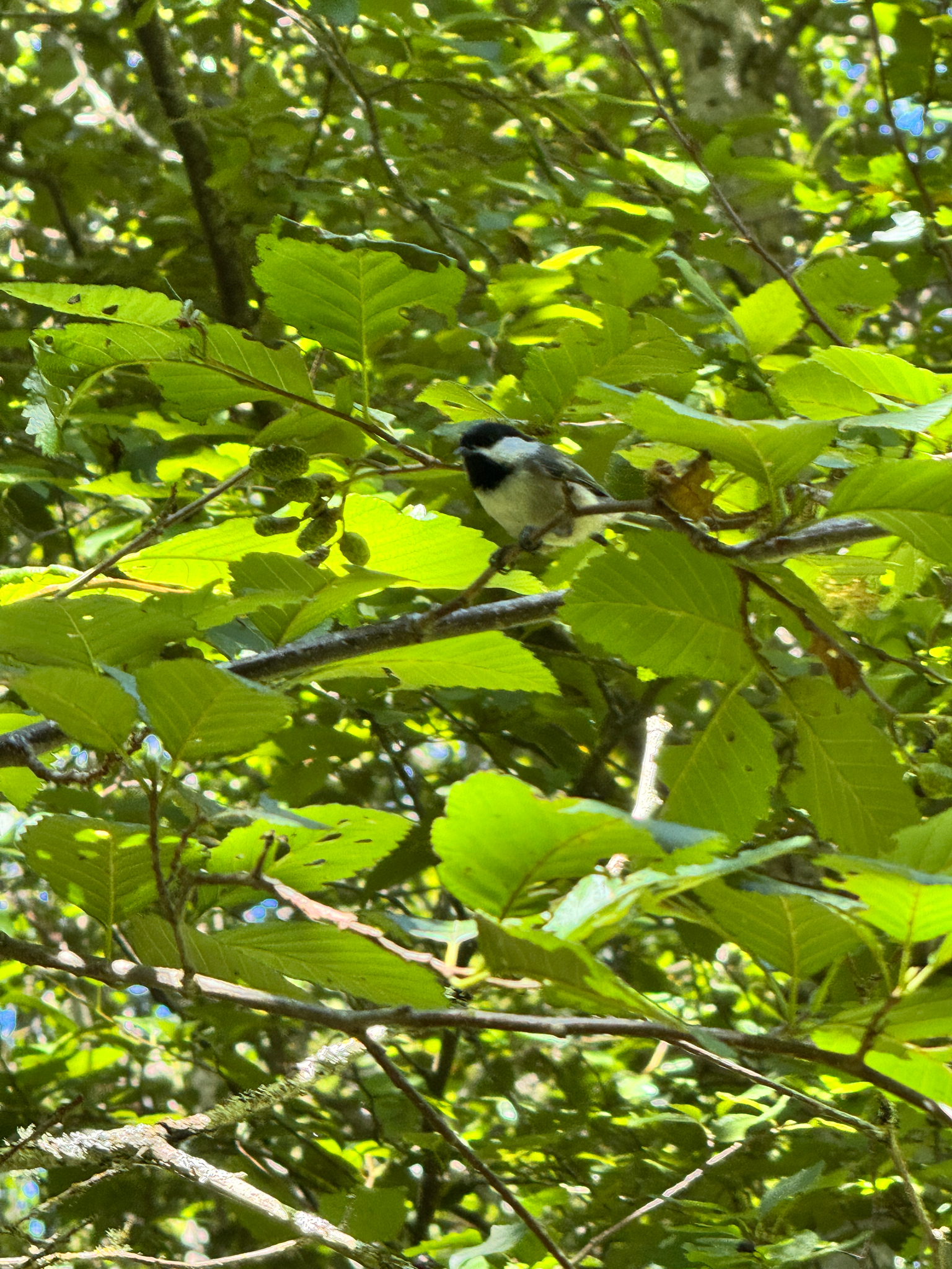 Poecile rufescens