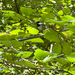 Chestnut-backed Chickadee