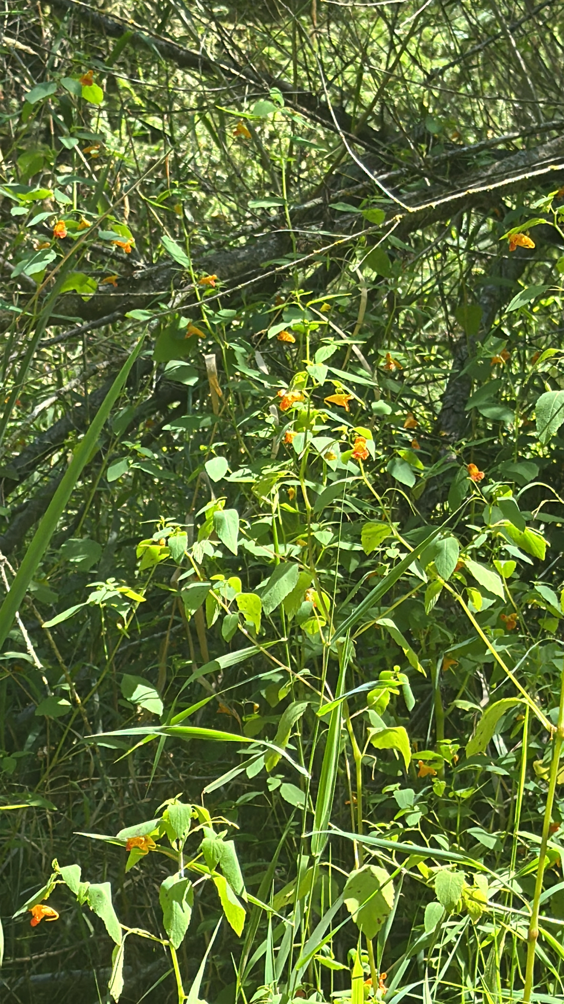 Impatiens capensis