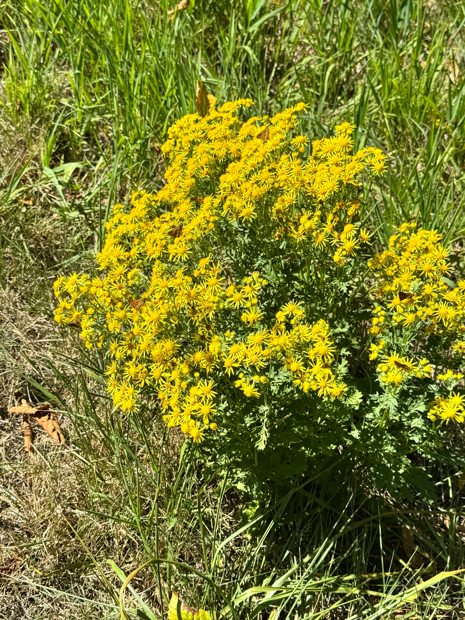Jacobaea vulgaris