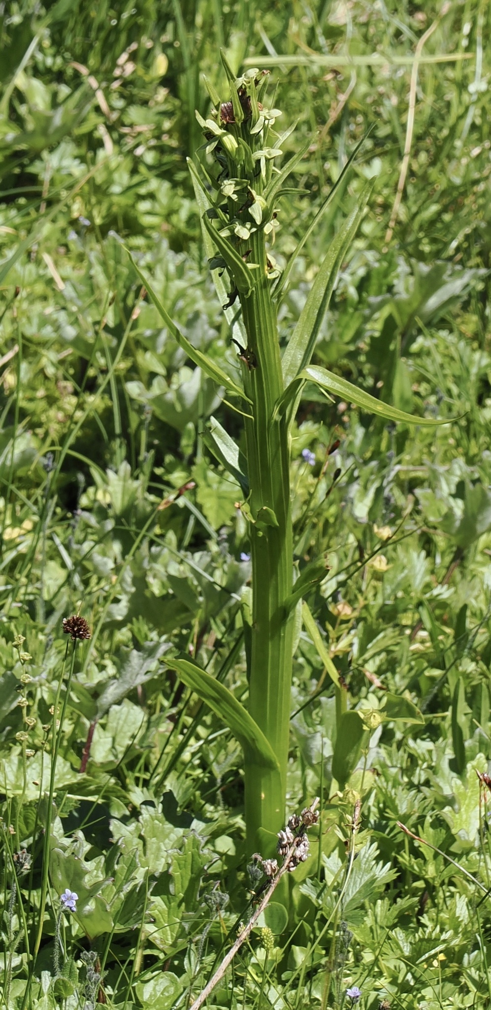 Platanthera stricta