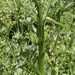 Slender Bog Orchid