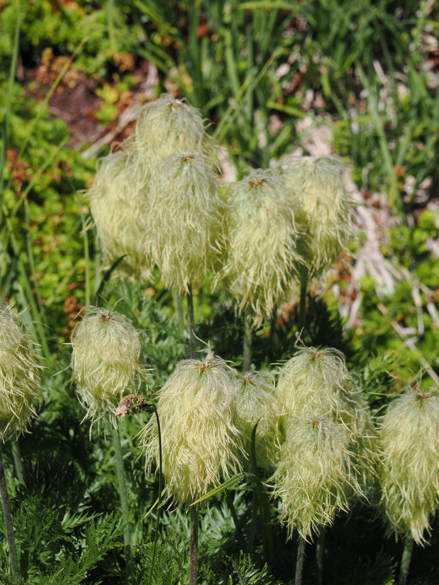 Pulsatilla occidentalis