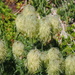 white pasqueflower