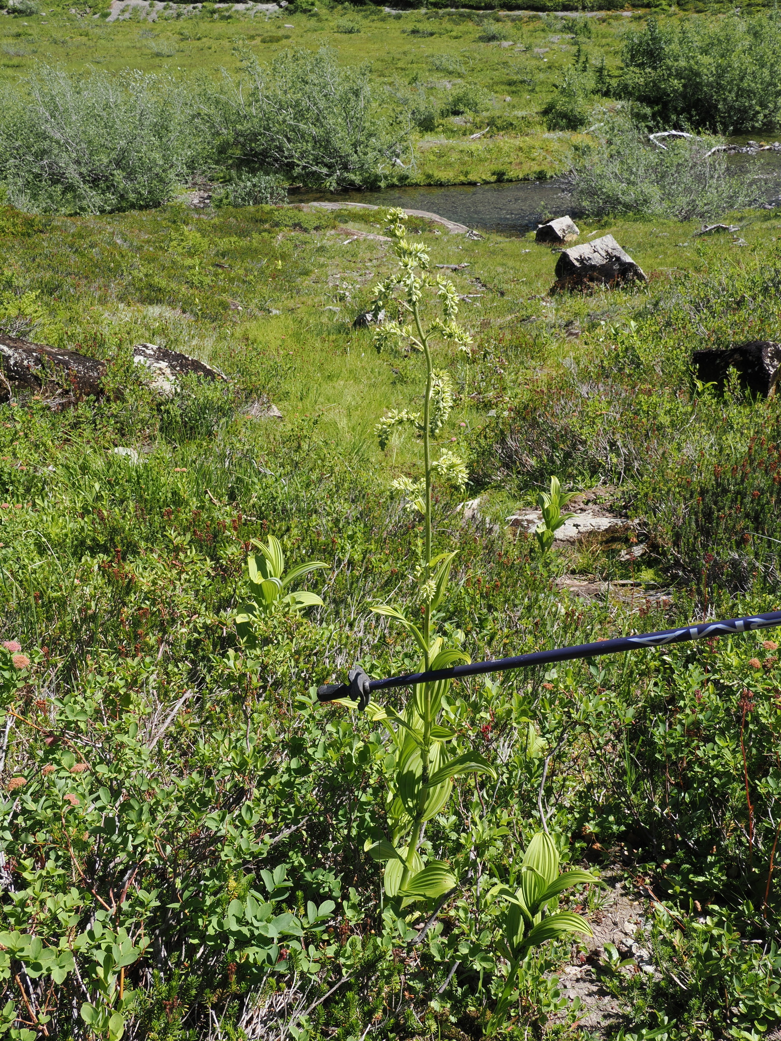 Veratrum viride