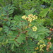 Sitka Mountain-Ash