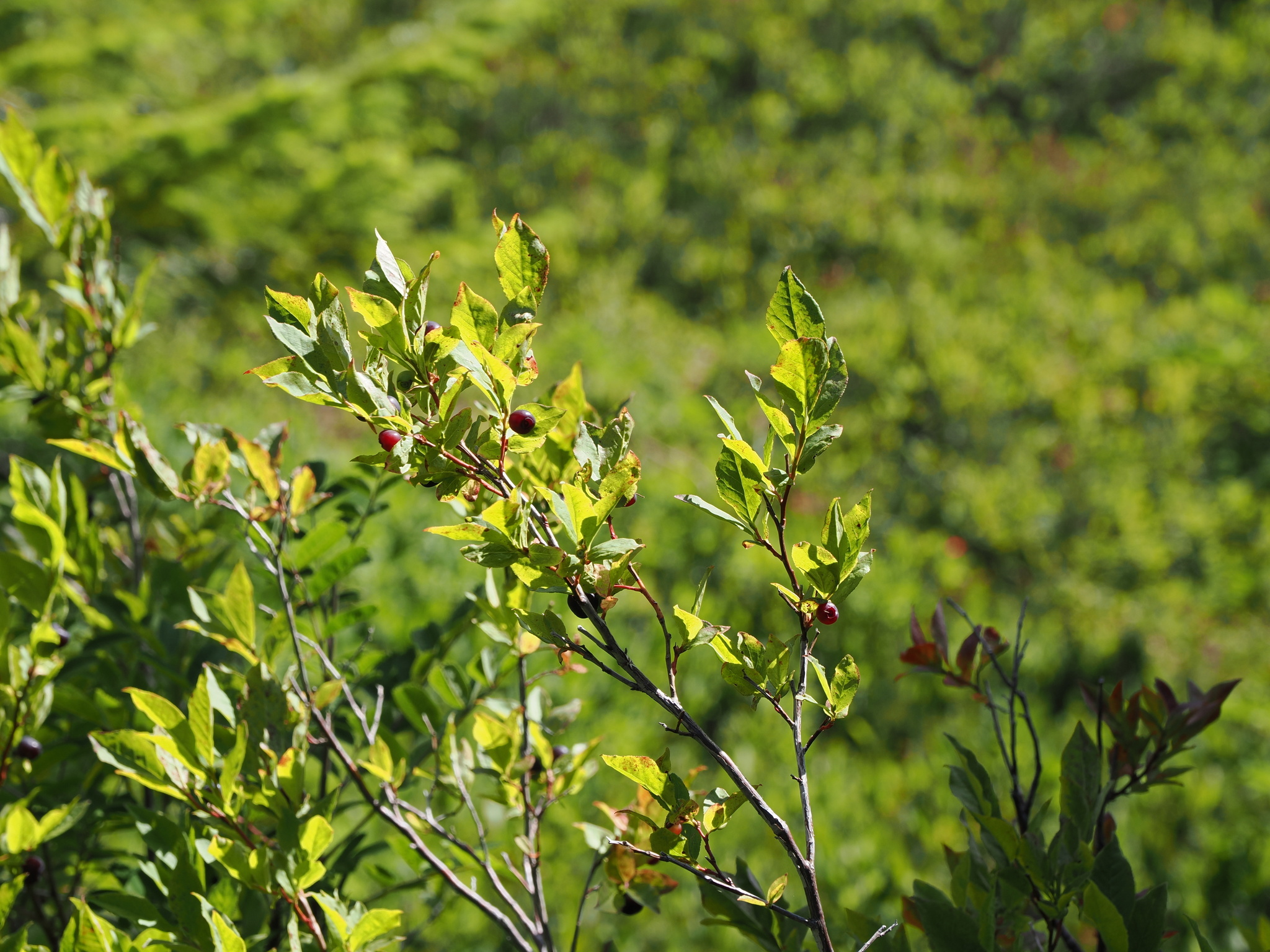 Vaccinium