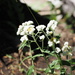pearly everlasting