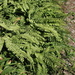 western maidenhair fern