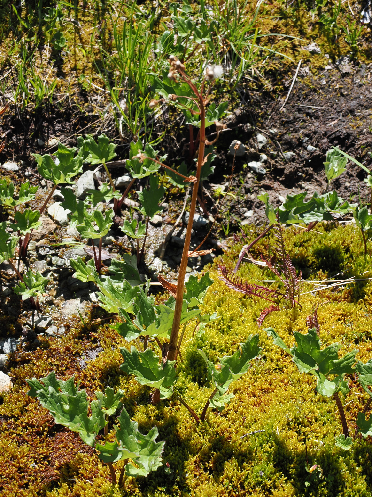 Petasites frigidus