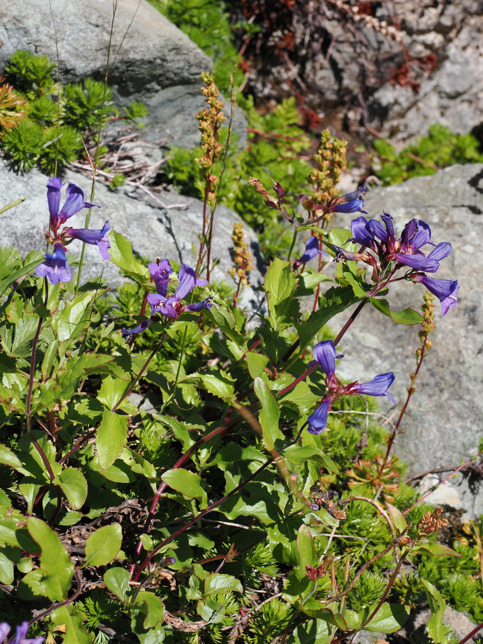 Penstemon serrulatus