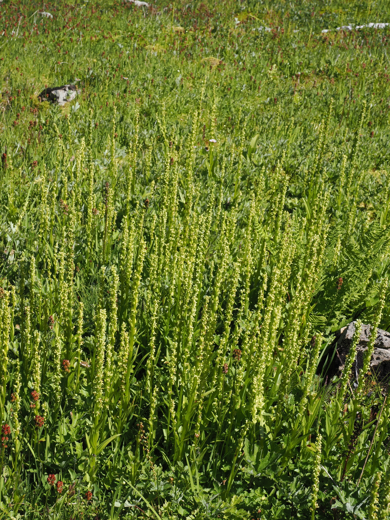 Platanthera stricta