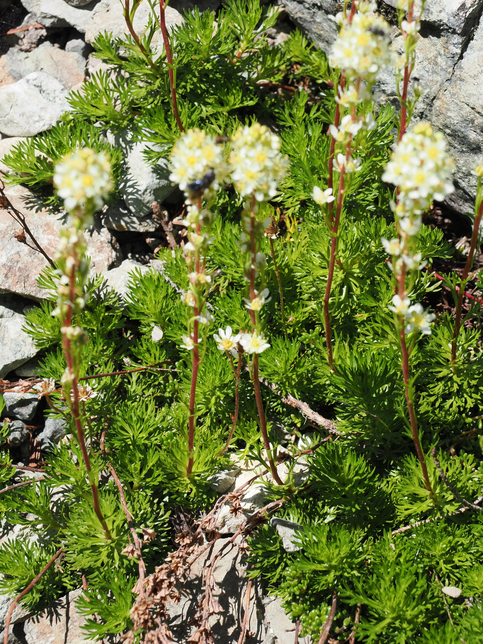 Luetkea pectinata