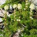 Partridgefoot
