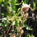 mountain paintbrush