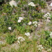 Sitka valerian