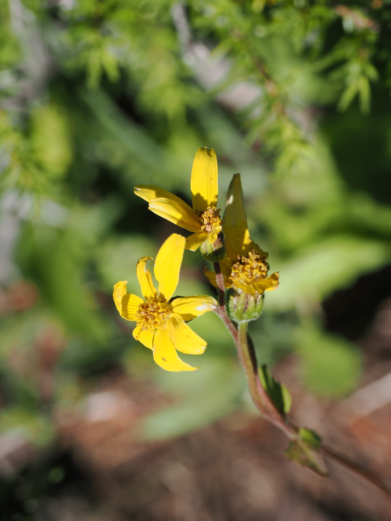 Arnica latifolia