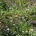 Subalpine Fleabane