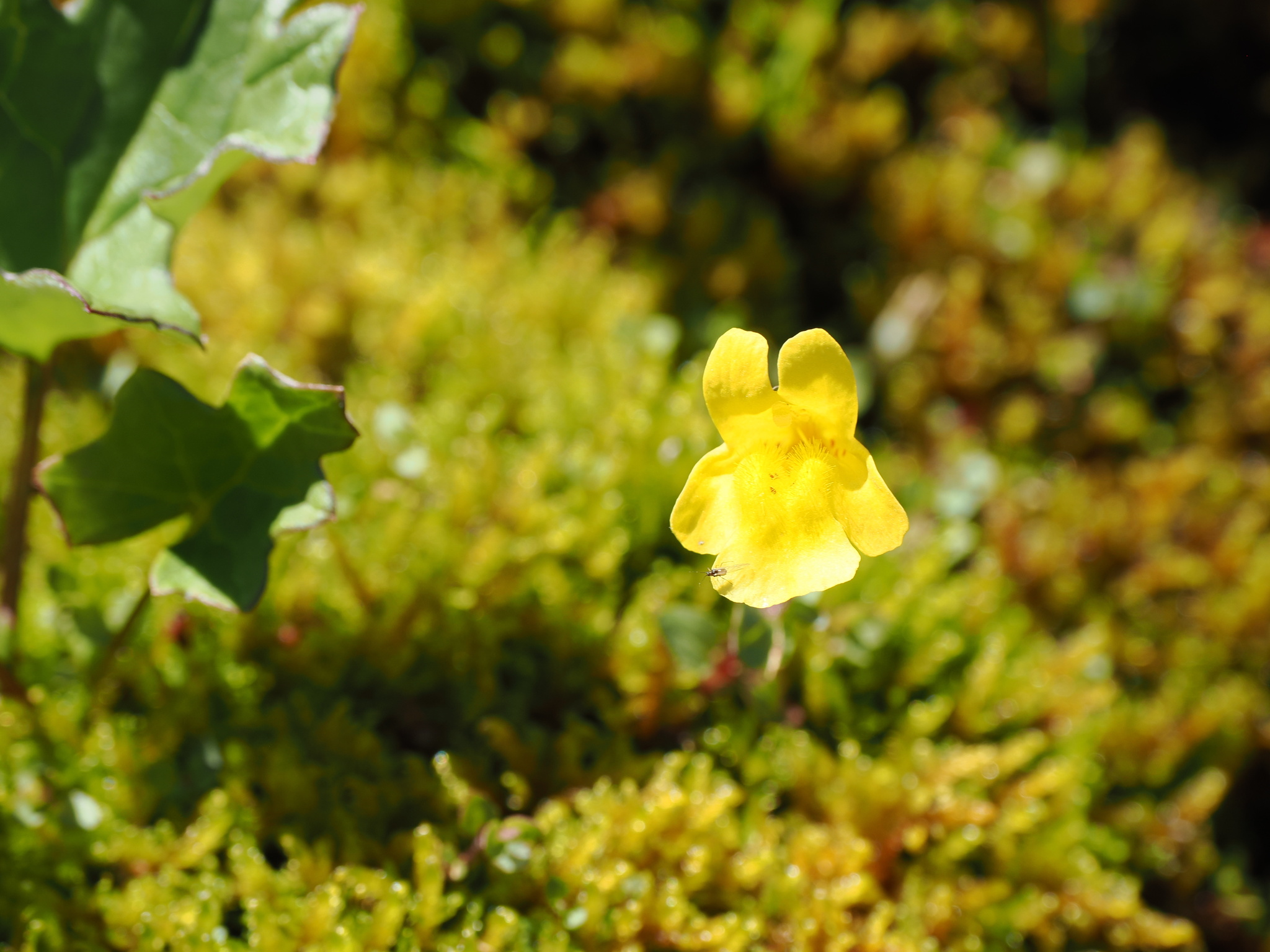 Erythranthe