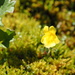 monkeyflowers