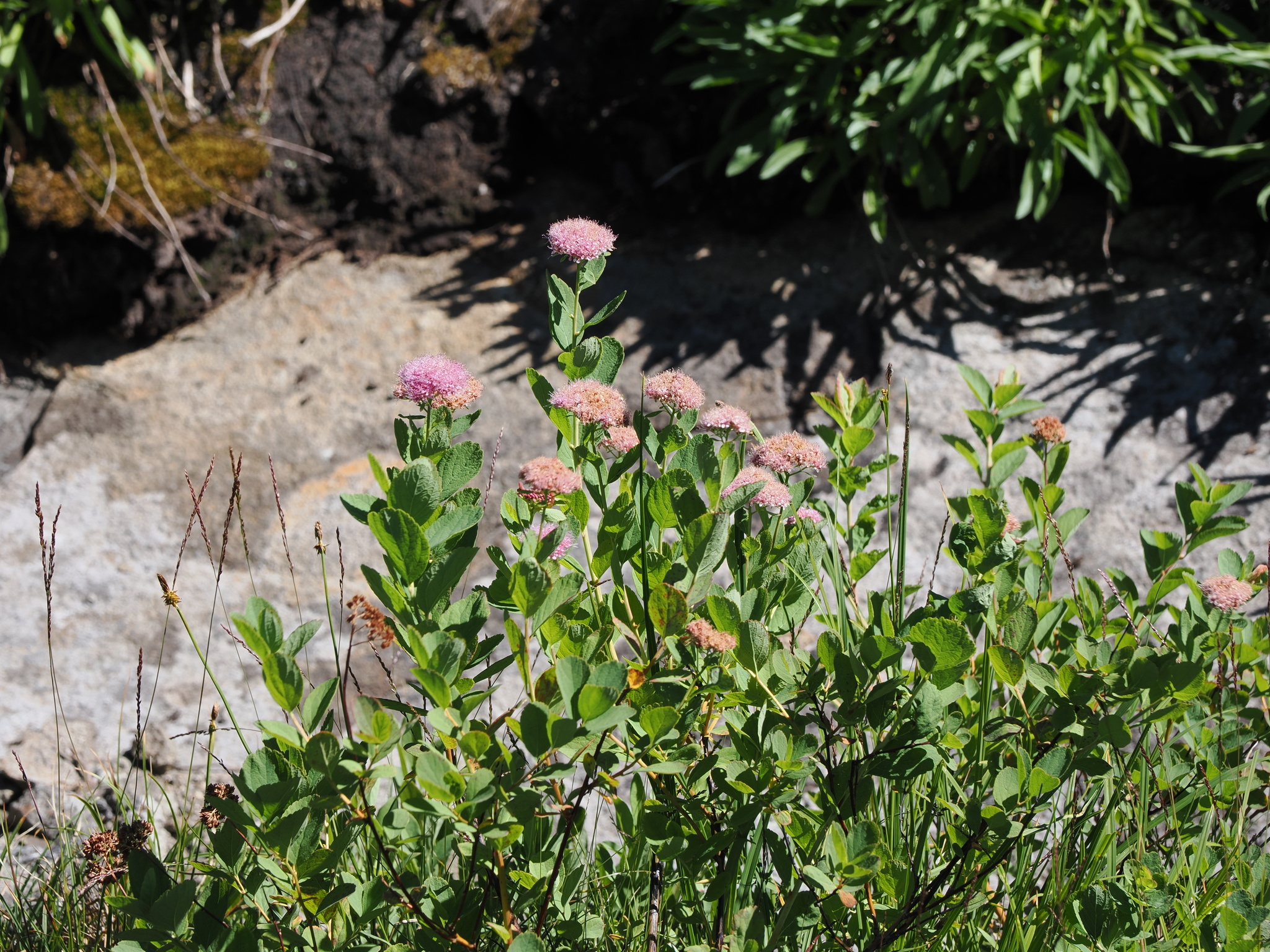 Spiraea splendens
