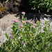 Mountain Spirea