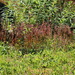 leatherleaf saxifrage