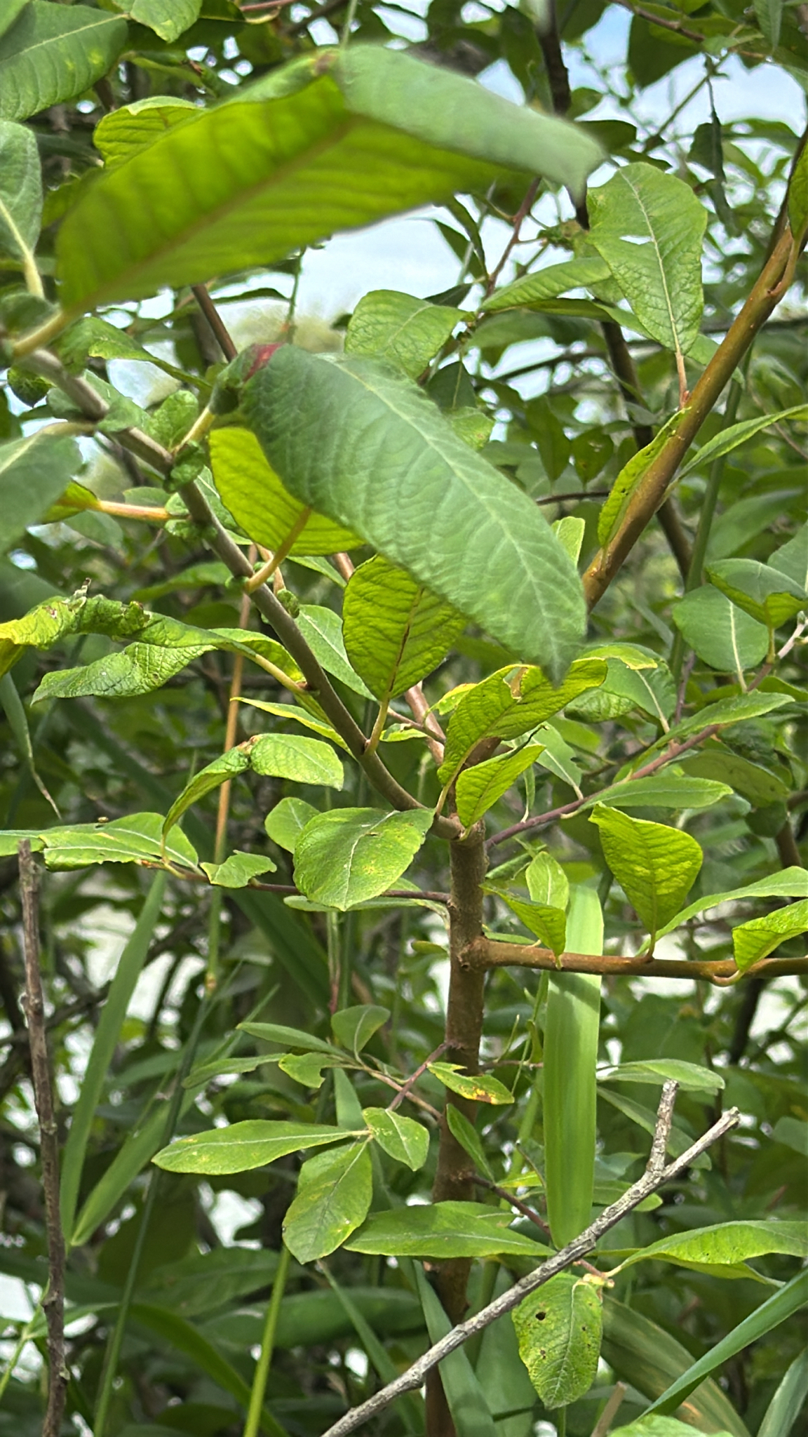 Salix sitchensis
