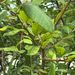 Sitka willow