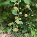 Pacific ninebark