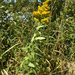 Elegant Goldenrod