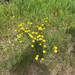 Common Cat's-ear