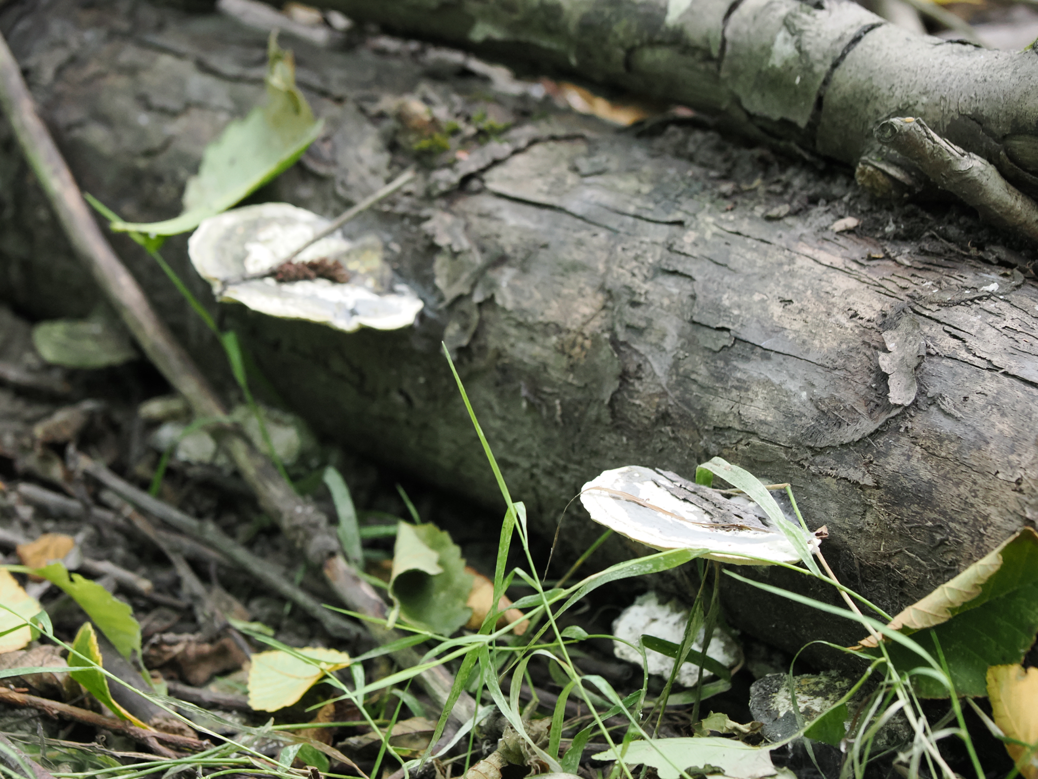 Trametes