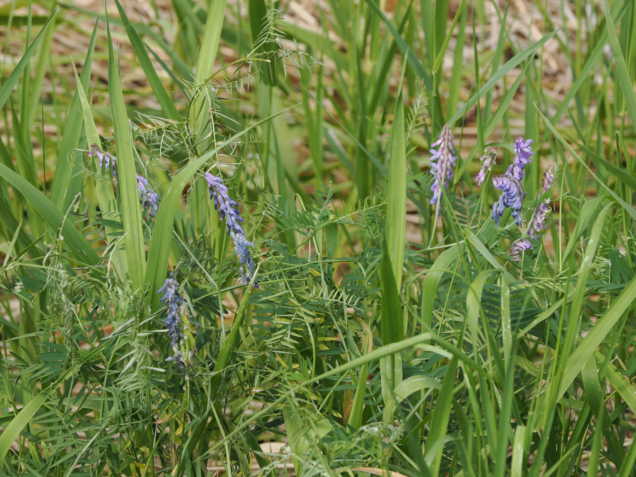 Vicia cracca