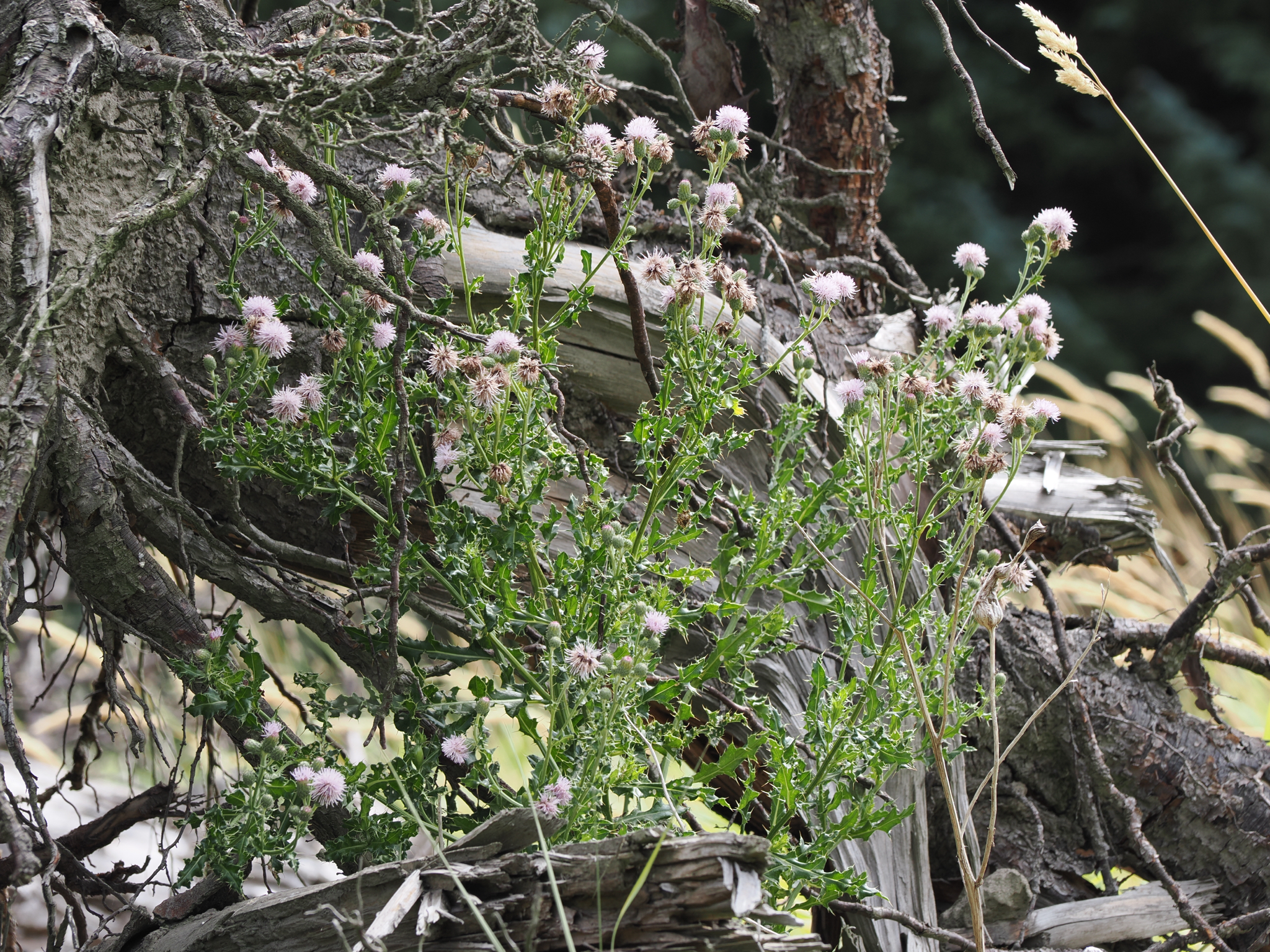 Cirsium arvense
