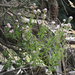 creeping thistle