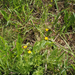 straightbeak buttercup
