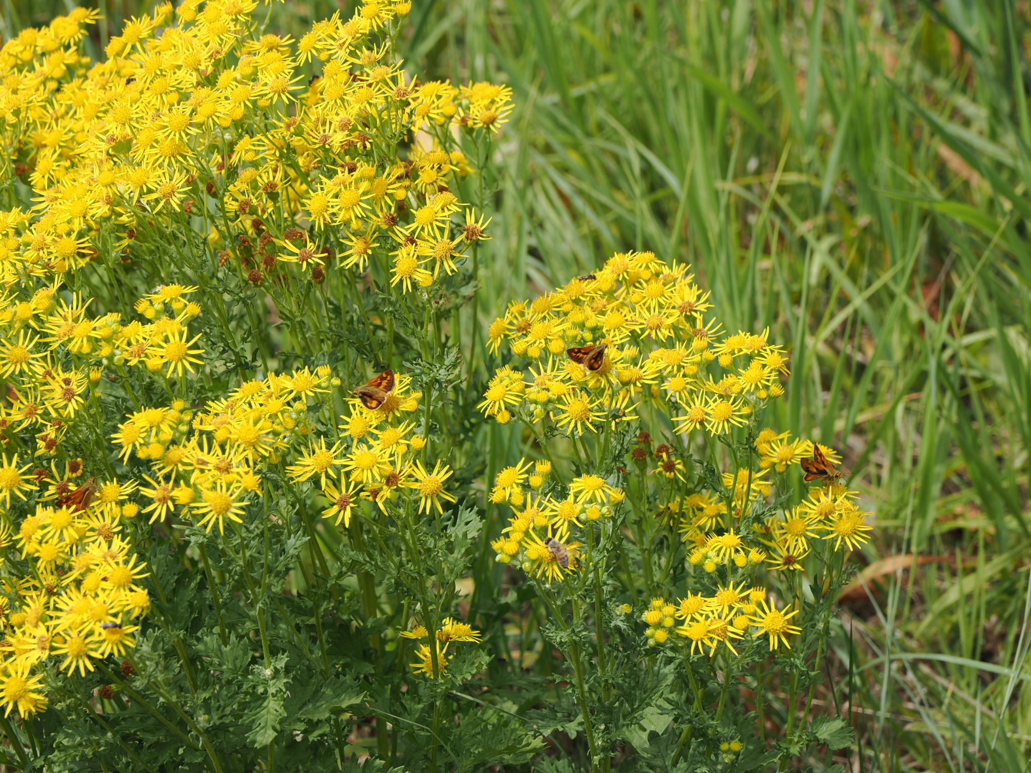 Jacobaea vulgaris