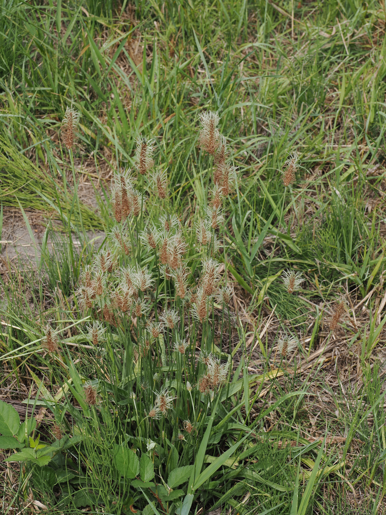 Plantago lanceolata