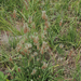 ribwort plantain