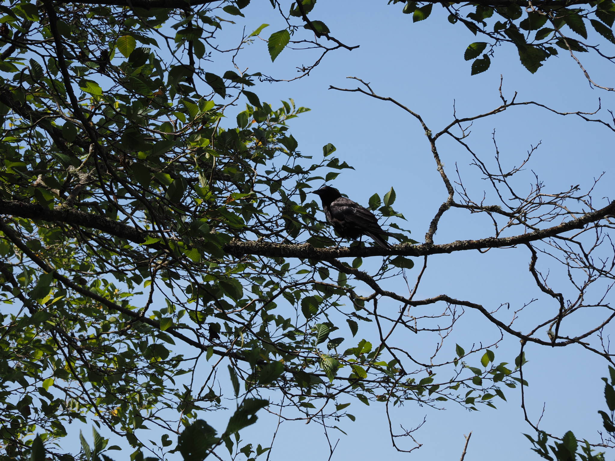 Corvus brachyrhynchos
