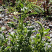 powell's amaranth