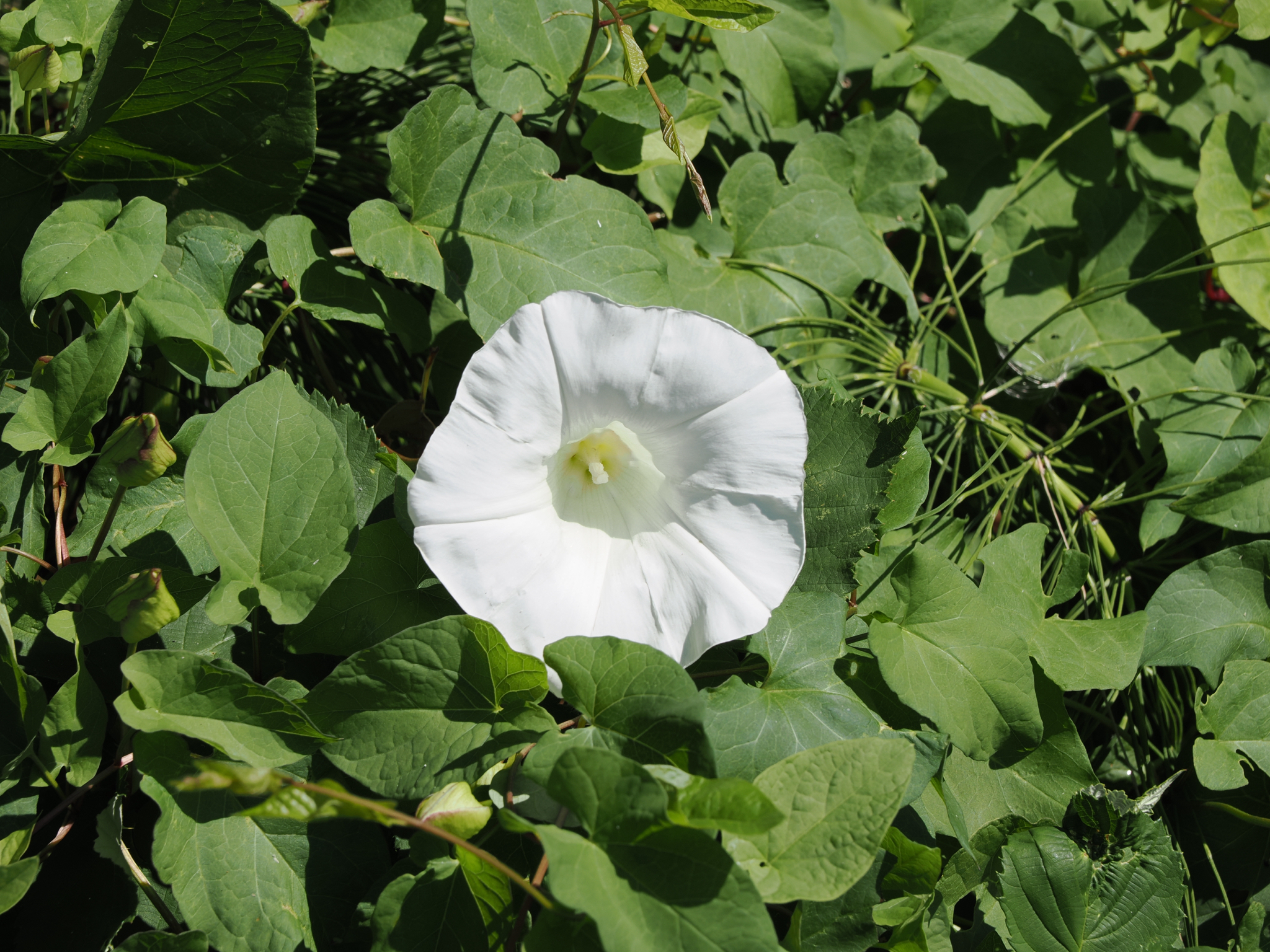 Calystegia silvatica