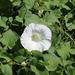 large bindweed