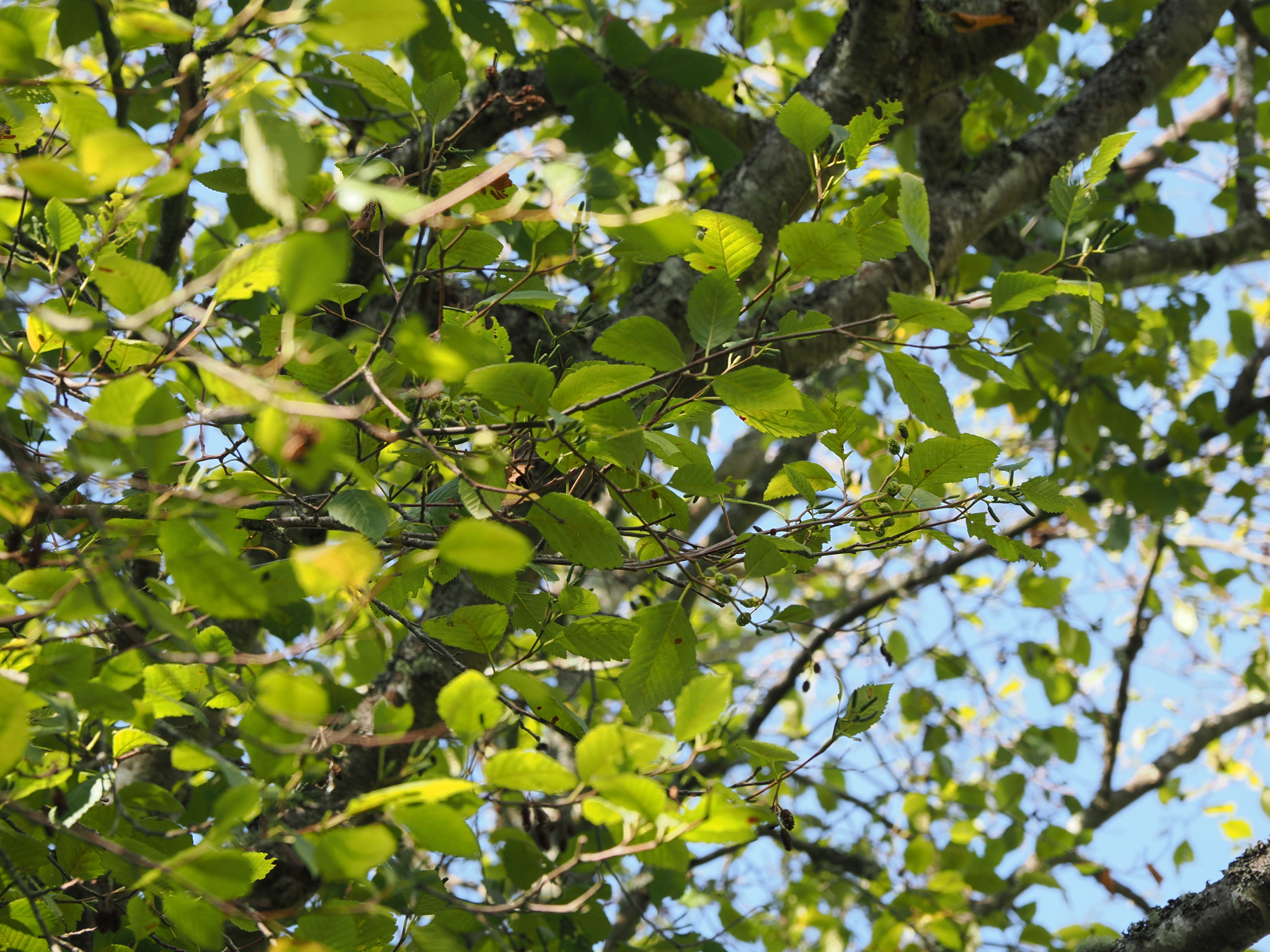 Alnus rubra