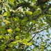 Red Alder