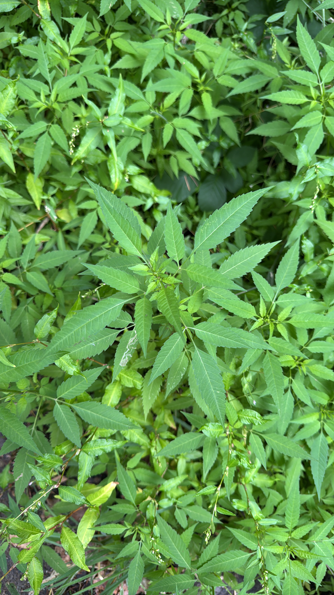 Bidens frondosa