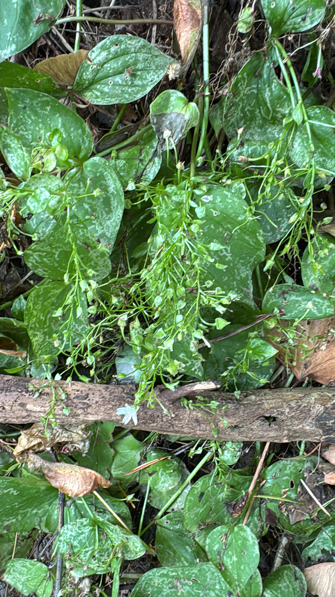 Claytonia sibirica